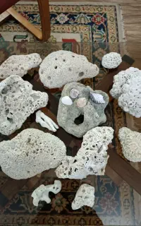 سنگ مرجان