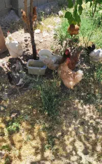 مرغ و خروس و لانه