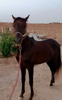 نریون ۴ساله