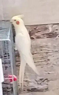 عروس هلندی