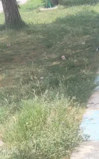استخدام
