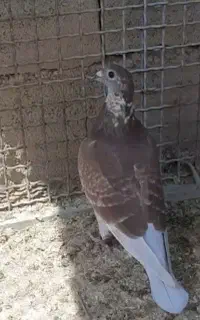 سخریج پلاکی