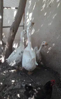 قو غاز و غاز