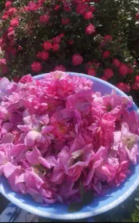 گل محمدی قیزیل گل