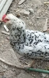 خروس مارک ومرغ گلین اصل ریش