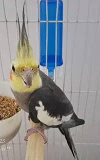 عروس نر دوساله