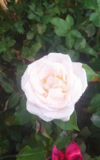 انواع گل و نهال میوه گلدانی