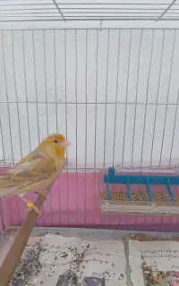 قناری نر آماده و بخون