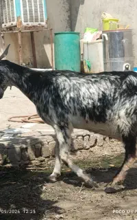 بز سندی