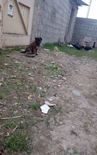 واگذاری سگ 2ماهه