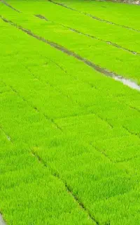 بذر سینی فجر 90روزه اماده نشا