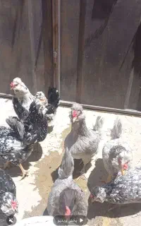 نیمچه گلین خال سوزنی