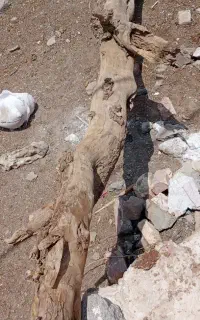 کند برای ذغال