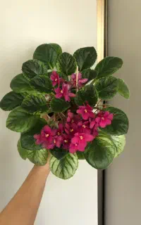 بنفشه افریقایی