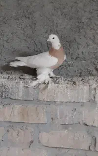 طوقی زرد