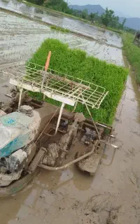 نشا برنج نشا کاری با دستگاه کوبوتا