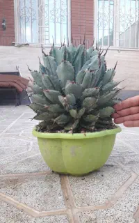 گل کاکتوس