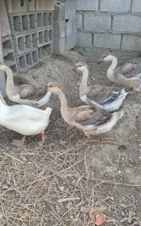 قوغاز
