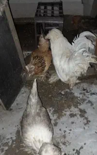 مرغ. و خروس سلطان و محلی