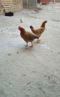 وارک کردی اسباب بازی