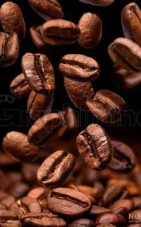 فروش تک عمده قهوه صد روبستا