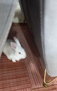 خرگوش