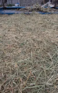 علف خردشده
