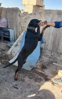 سگ سالم