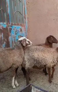میش داشتی جوان و قوچ خورده