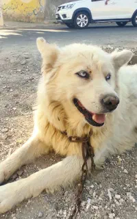 سگ گرگی