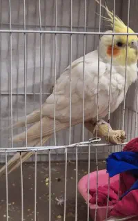 عروس هلندی پیدا شده