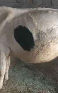 گاو گوساله