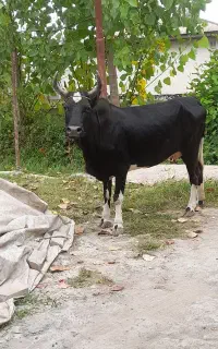 گاو چالوسی با ورزا کوله هلیشتان
