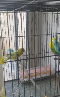 مرغ عشق