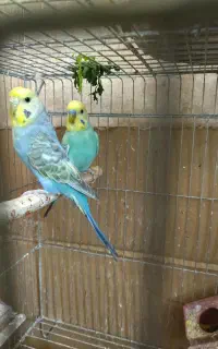 پرنده رینبو مرغ عشق