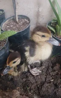 جوجه اردک اسرائیلی