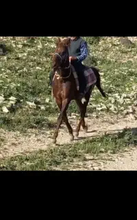 اسب گمشده