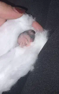 همسترکمپل بامزه