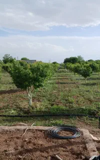 ابیاری قطره ای و بارانی