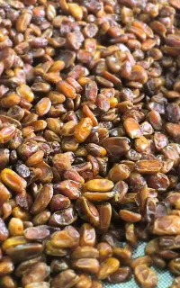 خرما بدون هسته. رطب عسلی. خرما کبکاب