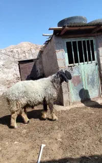 قوچ بختیاری