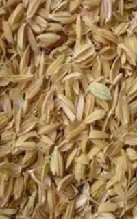 سبوس  گندم(تسویه پس از باسکول در مبدا میباشد)