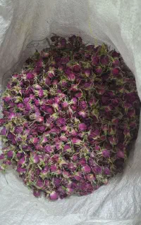 فروش غنچه گل محمدی با کیفیت