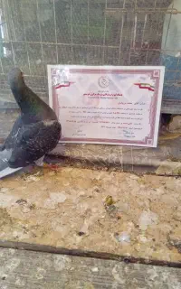 کبوتر