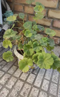 حسن یوسف و شمعدانی
