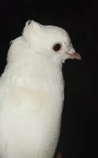 کبوتر