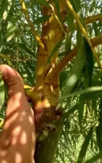 نهال های  بیدمجنون پیوندی ۴ساله سطلی آماده کاشت