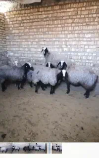 ۸راس شیشگ میش ناب نژاد ناب شال درجه یک