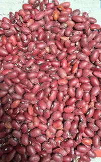 فروش لوبیا قرمز و چیتی