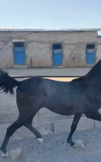 فروش مادیان